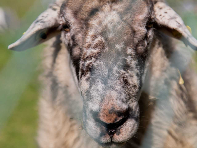 media.Gallery-Fattoria-03-Agristurismo-La-Caputa