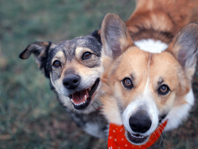 media.Gallery-Pet-Friendly-03-Agriturismo-La-Caputa