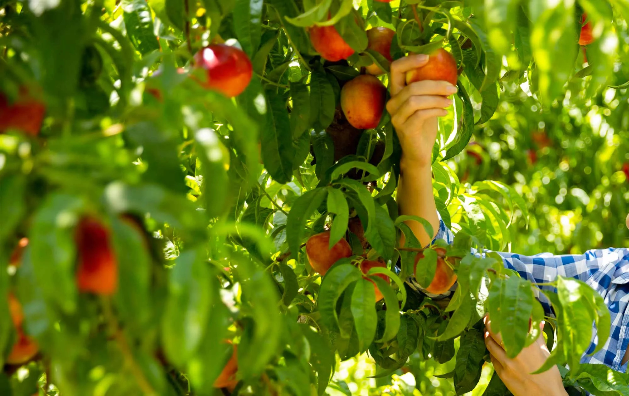 media.Slide-Azienda-04-Agriturismo-La-Caputa