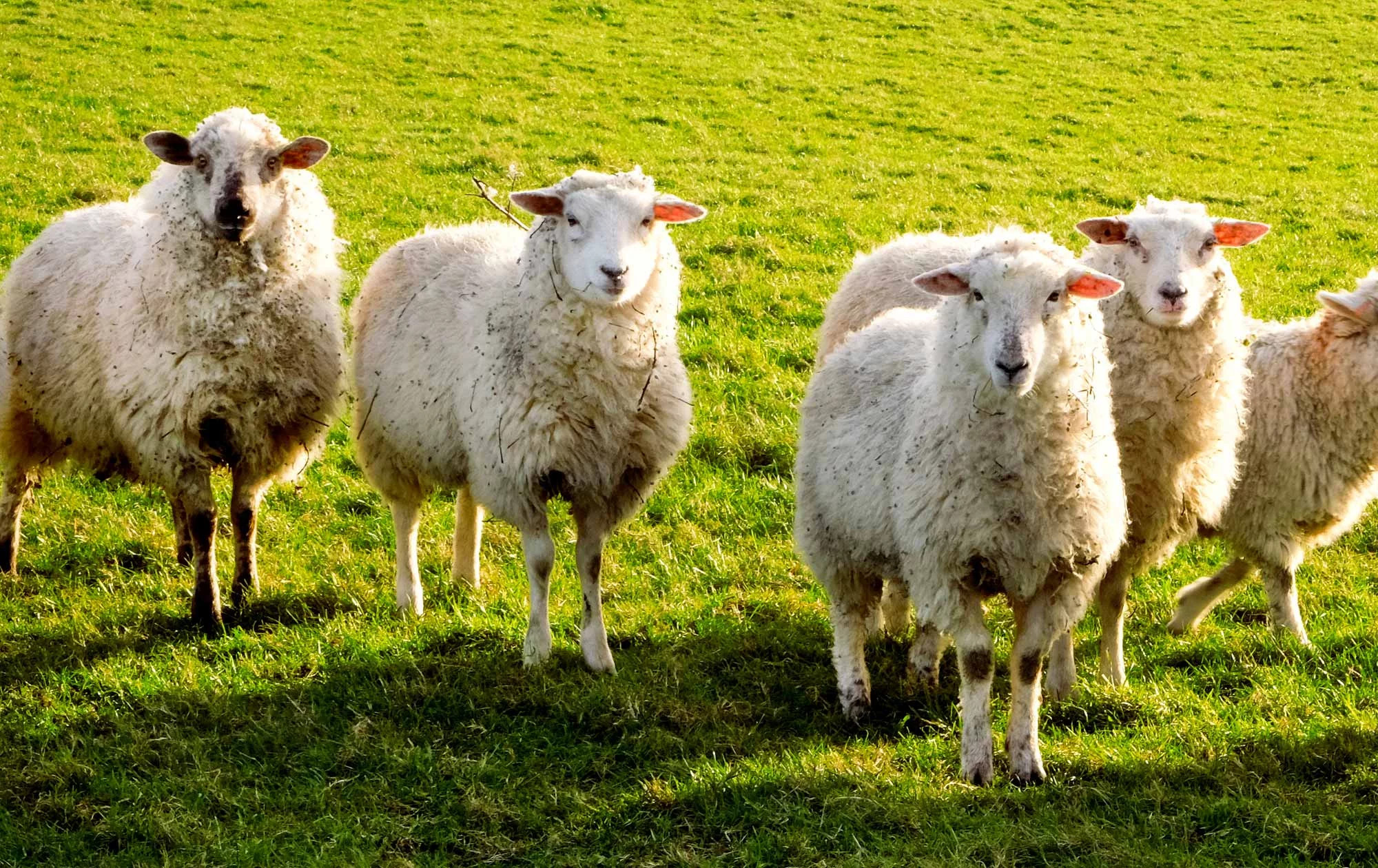 media.Slide-Azienda-05-Agriturismo-La-Caputa